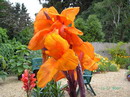 Canna Wyoming